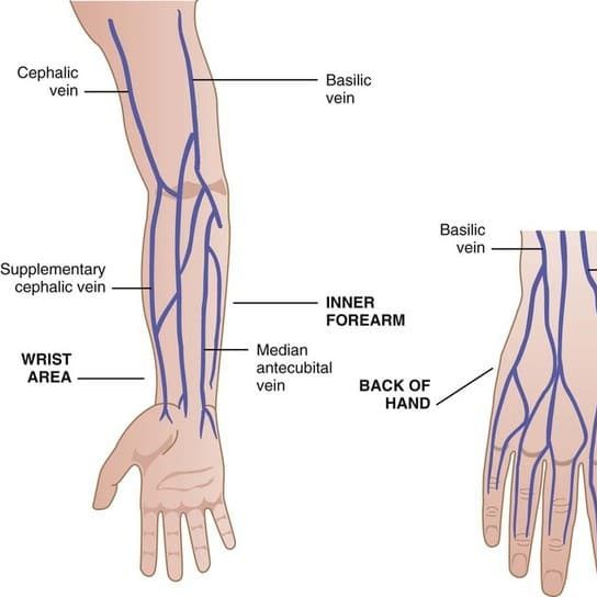 آناتومی رگ های دست